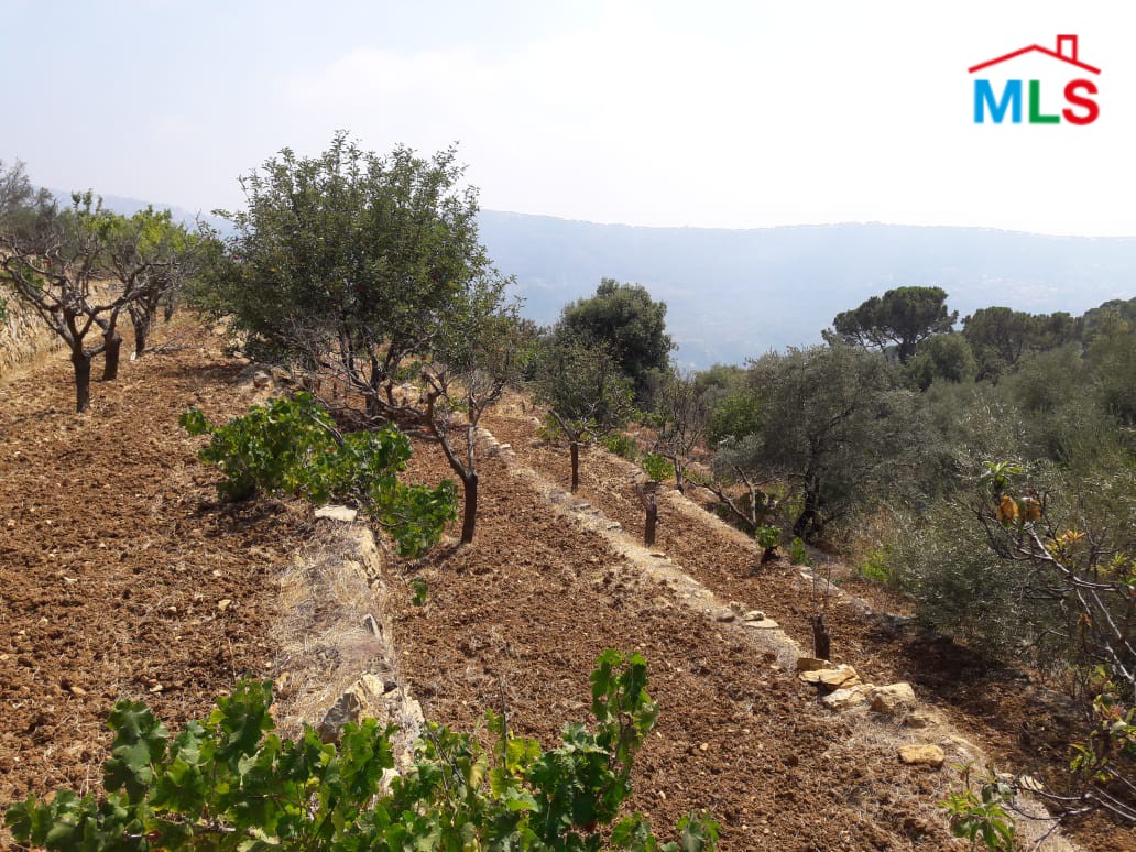 Land for Sale in Al-Kaakour