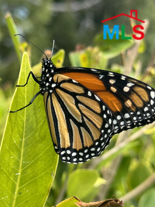 Nnx