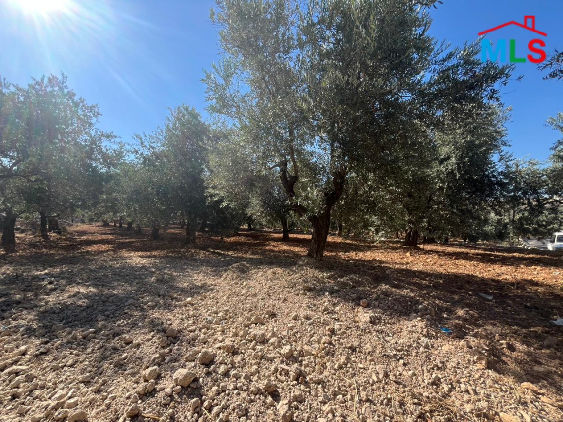 2,550 SQM Land with Trees For Sale in Amioun, Koura