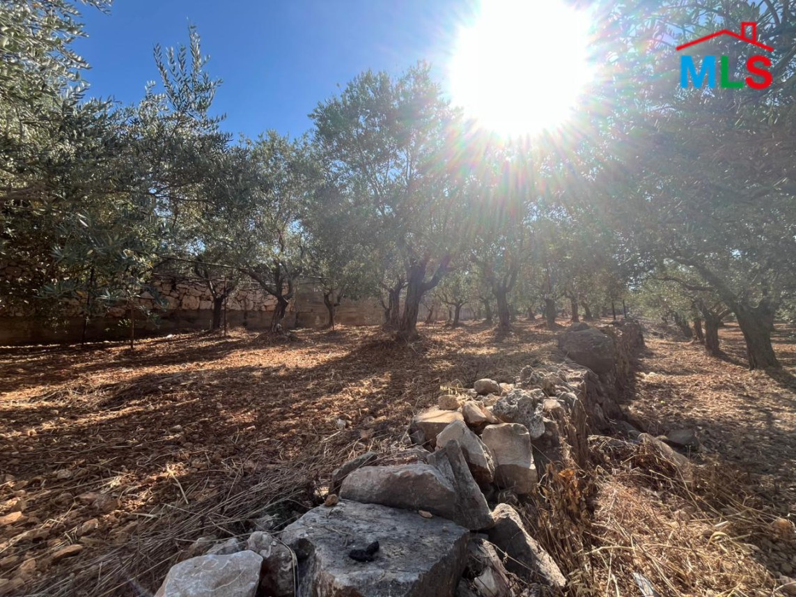 2,550 SQM Land with Trees For Sale in Amioun, Koura