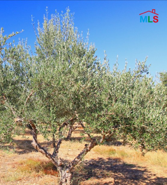Land for Sale In The Heart Of Deir Al Qamar